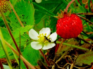 carotenoids