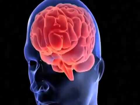 Antioxidants maintain brain